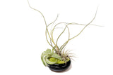 Air Plant Dish Garden Tillandsia