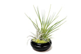 Air Plant Dish Garden Tillandsia