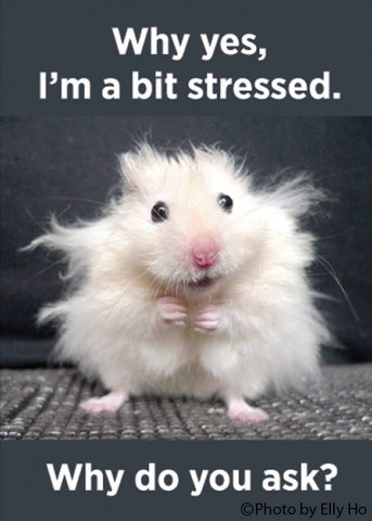 Ephemera - Magnet-Why yes, I'm a bit stressed. Why do you ask?