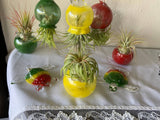 Terrapin Glass Gardens - 
Hand Blown Colorful Glass Vessels with Air Plant: Olive / Jellyfish