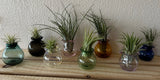 Terrapin Glass Gardens - Glass table top vessels with air plants: Black / Tabletop