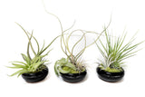 Air Plant Dish Garden Tillandsia