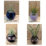 Terrapin Glass Gardens - 
Hand Blown Colorful Glass Vessels with Air Plant: Olive / Jellyfish