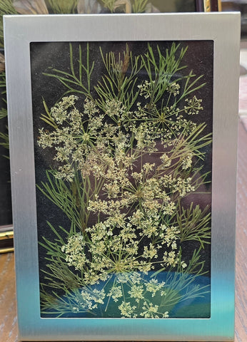 4 1/2”x 6 1/2”  Framed Queen Anne Lace Pressed Dried Flower Picture by Cecelia
