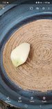 Turtle Hollow Pottery - Garlic dip dish
