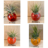 Terrapin Glass Gardens - 
Hand Blown Colorful Glass Vessels with Air Plant: Olive / Jellyfish