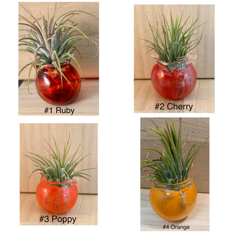 Terrapin Glass Gardens - Full Color Hand Blown Glass Vessels with Air Plant: Dark Ruby / Jellyfish