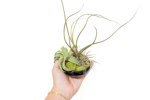 Air Plant Dish Garden Tillandsia