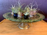 Terrapin Glass Gardens - Glass jellyfish vessels with live air plants: orange/ Jellyfish