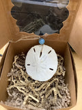 Sand Dollar by Local Artist Lisa Y