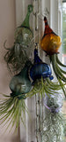 Terrapin Glass Gardens - Glass jellyfish vessels with live air plants: orange/ Jellyfish