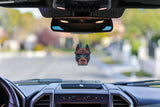 Fresh Fresheners - Pit bull With Sunnies Air Freshener Pack of 12