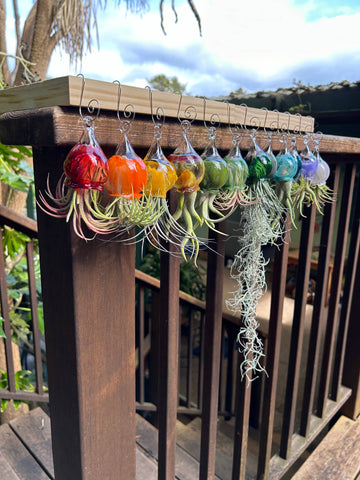Terrapin Glass Gardens - 
Hand Blown Colorful Glass Vessels with Air Plant: Olive / Jellyfish