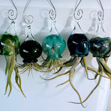 Terrapin Glass Gardens - 
Hand Blown Colorful Glass Vessels with Air Plant: Aqua / Jellyfish