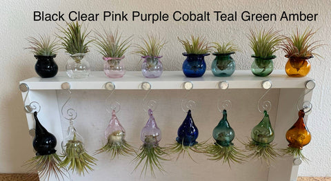 Terrapin Glass Gardens - Glass jellyfish vessels with live air plants: orange/ Jellyfish