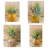 Terrapin Glass Gardens - Full Color Hand Blown Glass Vessels with Air Plant: Amber purple / Jellyfish