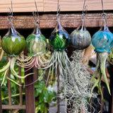 Terrapin Glass Gardens - 
Hand Blown Colorful Glass Vessels with Air Plant: Olive / Jellyfish