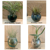 Terrapin Glass Gardens - 
Hand Blown Colorful Glass Vessels with Air Plant: Olive / Jellyfish