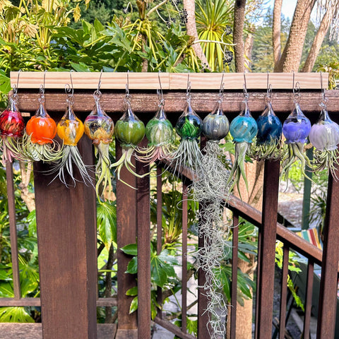 Terrapin Glass Gardens - Full Color Hand Blown Glass Vessels with Air Plant: Amber purple / Jellyfish