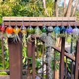 Terrapin Glass Gardens - 
Hand Blown Colorful Glass Vessels with Air Plant: Cobalt / Jellyfish