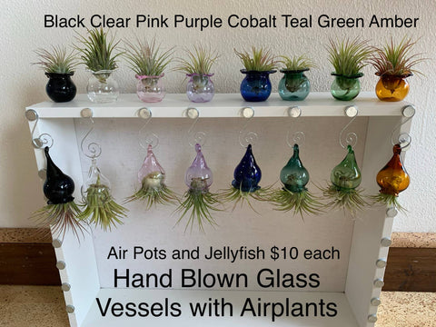 Terrapin Glass Gardens - Glass jellyfish vessels with live air plants: Amber / Jellyfish