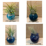 Terrapin Glass Gardens - 
Hand Blown Colorful Glass Vessels with Air Plant: Cobalt / Jellyfish