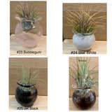 Terrapin Glass Gardens - 
Hand Blown Colorful Glass Vessels with Air Plant: Crayon yellow / Jellyfish