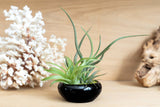 Air Plant Dish Garden Tillandsia