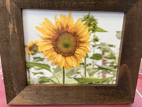 Sunflower by Local Artist Brett H
