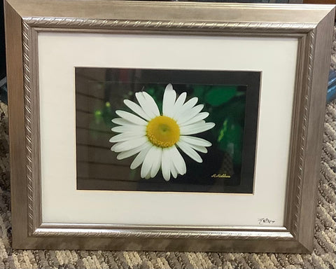 Small framed and matted daisy photo by Robert