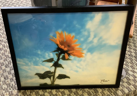 Framed Sunflower photo by Robert