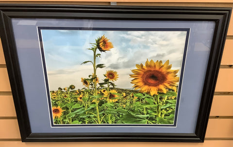 Large Framed and Matted Sunflower picture by Robert