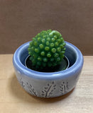 Succulent Candle Holder by Sabrina