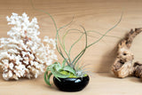 Air Plant Dish Garden Tillandsia