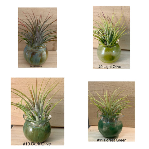 Terrapin Glass Gardens - Full Color Hand Blown Glass Vessels with Air Plant: Jade / Jellyfish