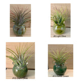 Terrapin Glass Gardens - 
Hand Blown Colorful Glass Vessels with Air Plant: Olive / Jellyfish