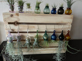 Terrapin Glass Gardens - Glass jellyfish vessels with live air plants: orange/ Jellyfish