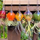 Terrapin Glass Gardens - 
Hand Blown Colorful Glass Vessels with Air Plant: Olive / Jellyfish