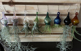 Terrapin Glass Gardens - Glass jellyfish vessels with live air plants: orange/ Jellyfish