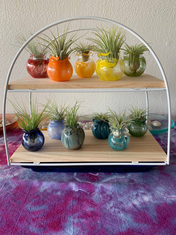 Terrapin Glass Gardens - 
Hand Blown Colorful Glass Vessels with Air Plant: Cobalt / Jellyfish