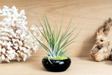 Air Plant Dish Garden Tillandsia