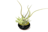 Air Plant Dish Garden Tillandsia