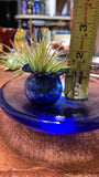 Terrapin Glass Gardens - Glass jellyfish vessels with live air plants: blue/ Jellyfish
