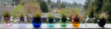 Terrapin Glass Gardens - Glass jellyfish vessels with live air plants: orange/ Jellyfish