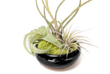 Air Plant Dish Garden Tillandsia